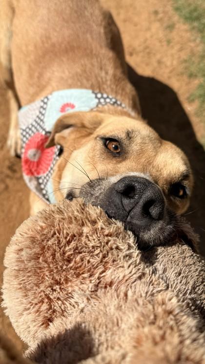 Remy, a Adoptable mixed breed in Balch Springs, TX image 1/3