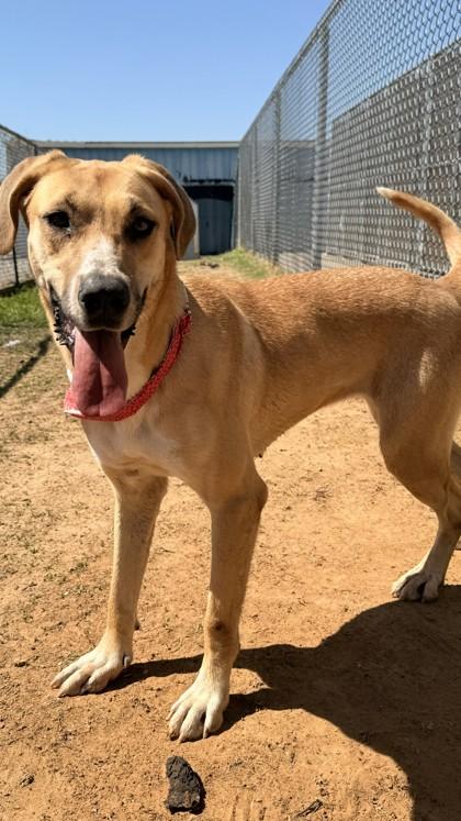 Enlarge Remy, a Adoptable mixed breed in Balch Springs, TX image 2/3