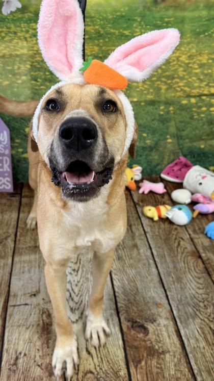 Remy, a Adoptable mixed breed in Balch Springs, TX image 1/3