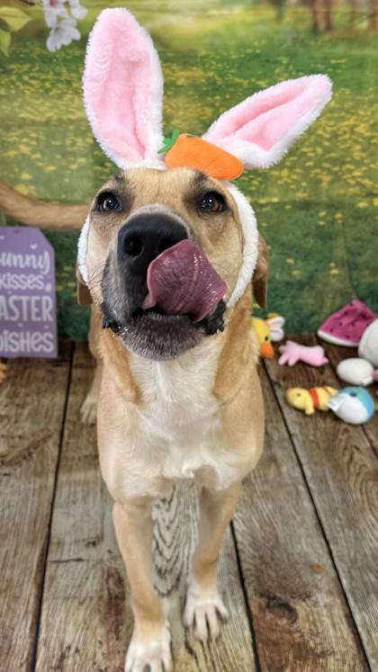 Remy, a Adoptable mixed breed in Balch Springs, TX image 2/3