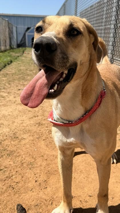 Enlarge Remy, a Adoptable mixed breed in Balch Springs, TX image 3/3