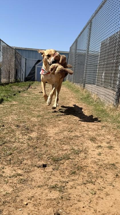 Remy, a Adoptable mixed breed in Balch Springs, TX image 3/3