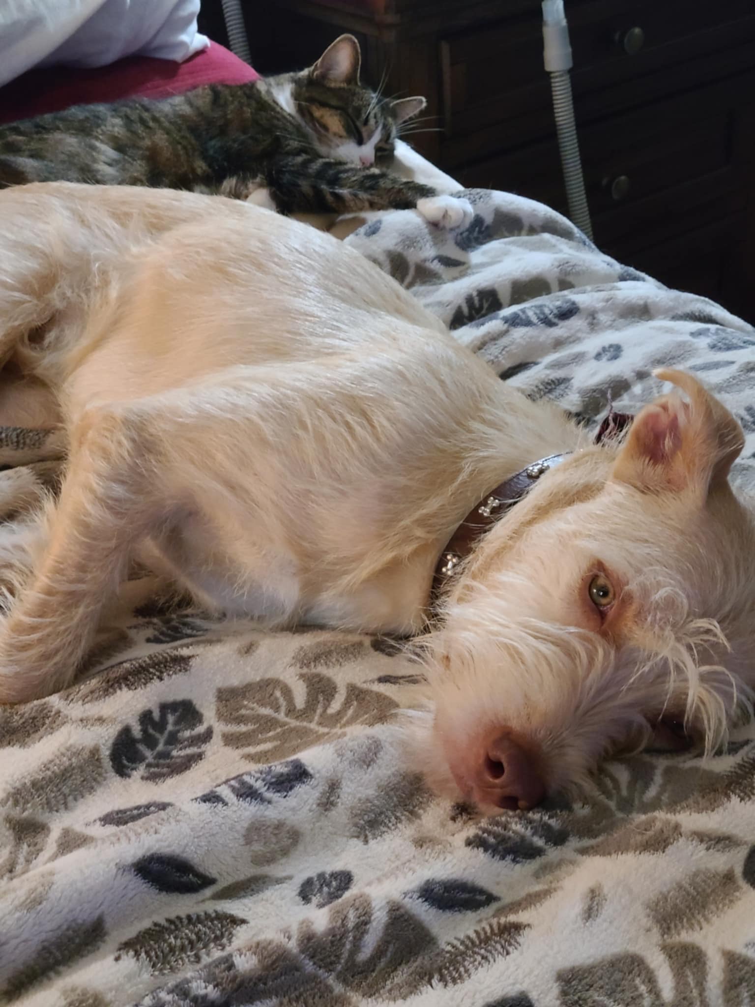 Nolan, a Adoptable mixed breed in Seattle, WA image 2/6