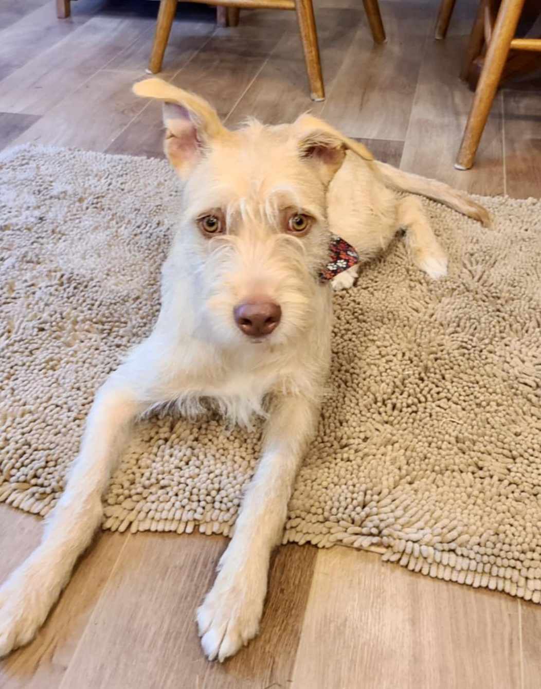 Nolan, a Adoptable mixed breed in Seattle, WA image 3/6