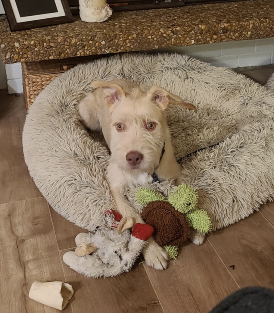 Nolan, a Adoptable mixed breed in Seattle, WA image 6/6