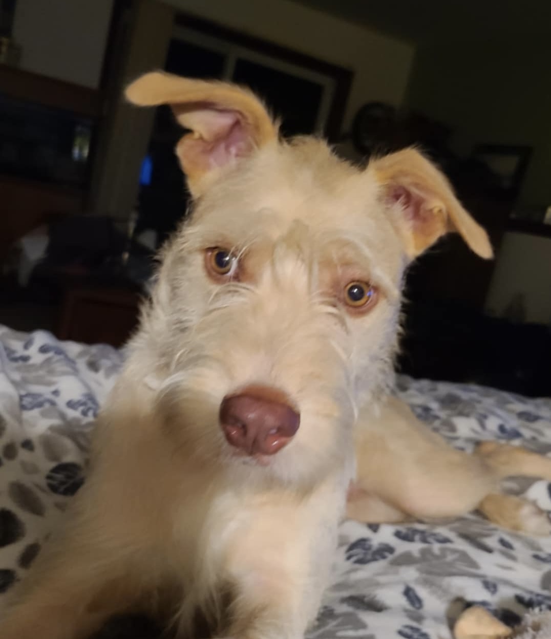 Nolan, a Adoptable mixed breed in Seattle, WA image 4/6