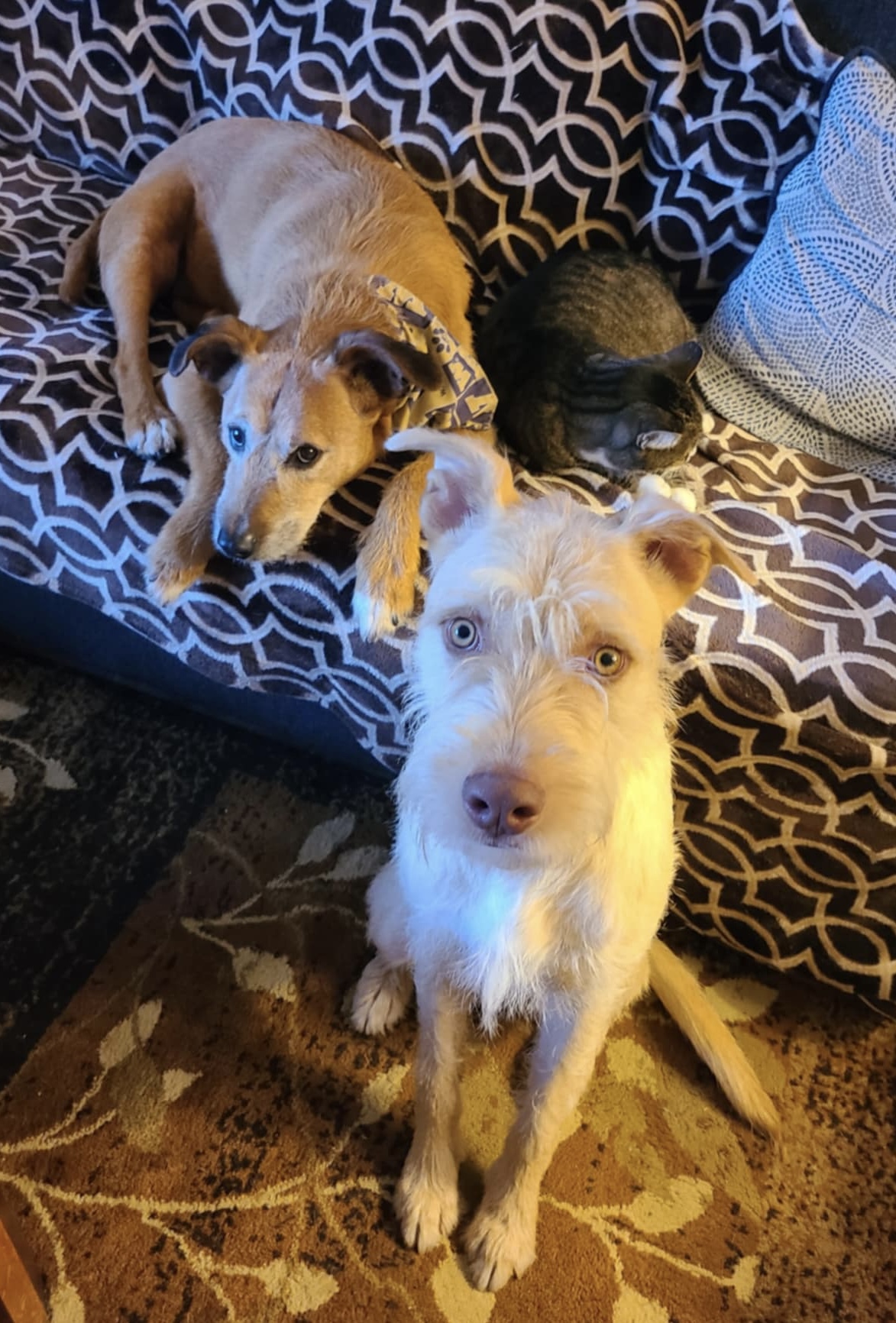 Nolan, a Adoptable mixed breed in Seattle, WA image 5/6