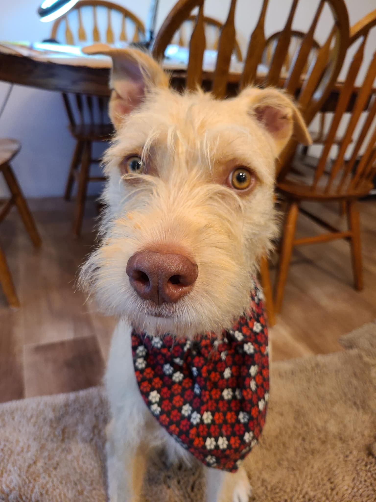 Nolan, a Adoptable mixed breed in Seattle, WA image 1/6