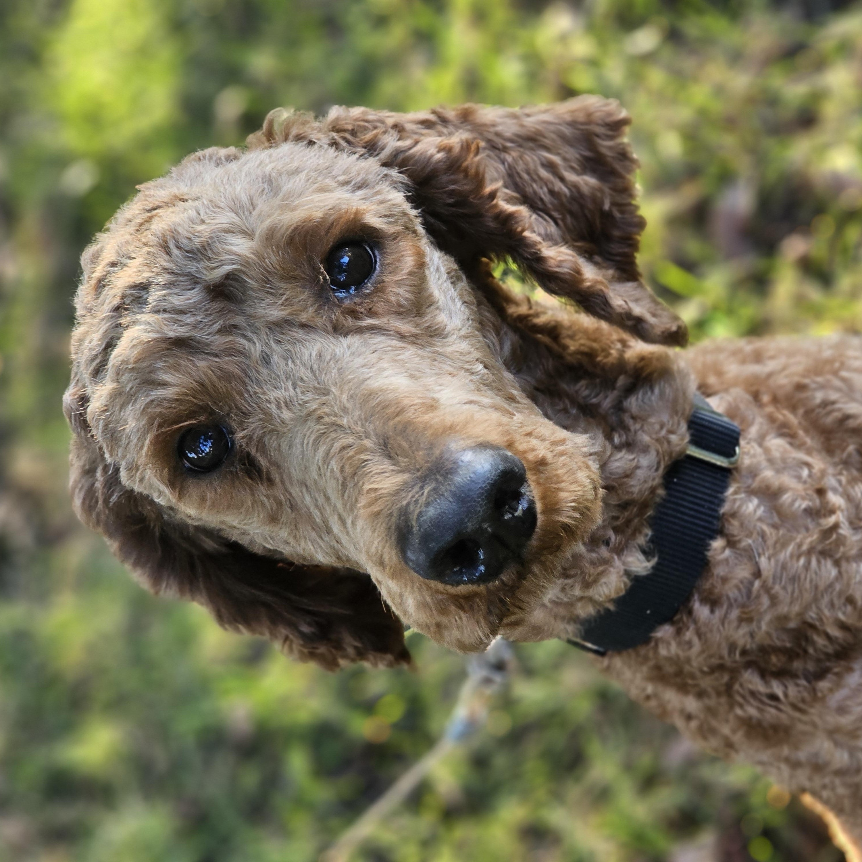 Enlarge Blaze Springfield, a Adoptable Standard Poodle in Springfield , IL image 1/6