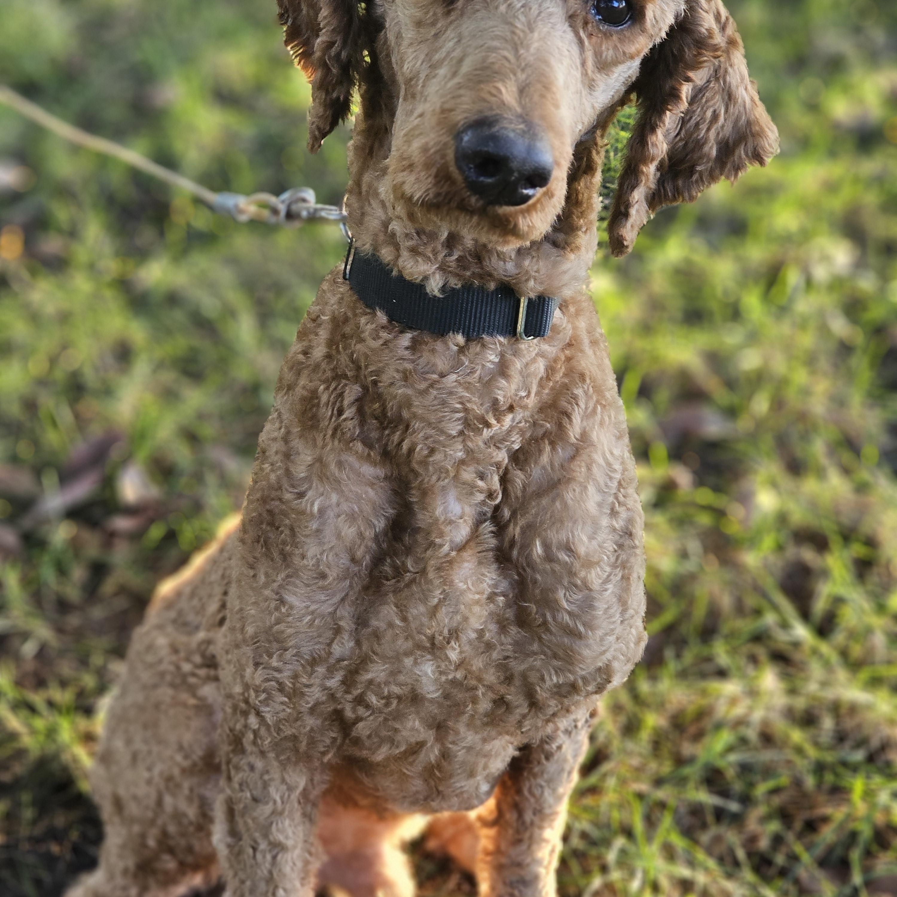 Enlarge Blaze Springfield, a Adoptable Standard Poodle in Springfield , IL image 2/6