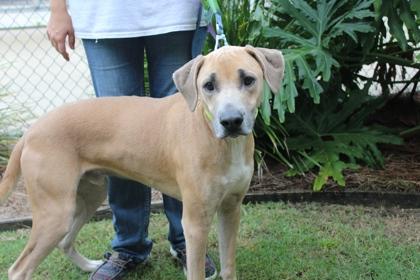 Daffy, Adoptable, Adult Male Hound & Mixed Breed.