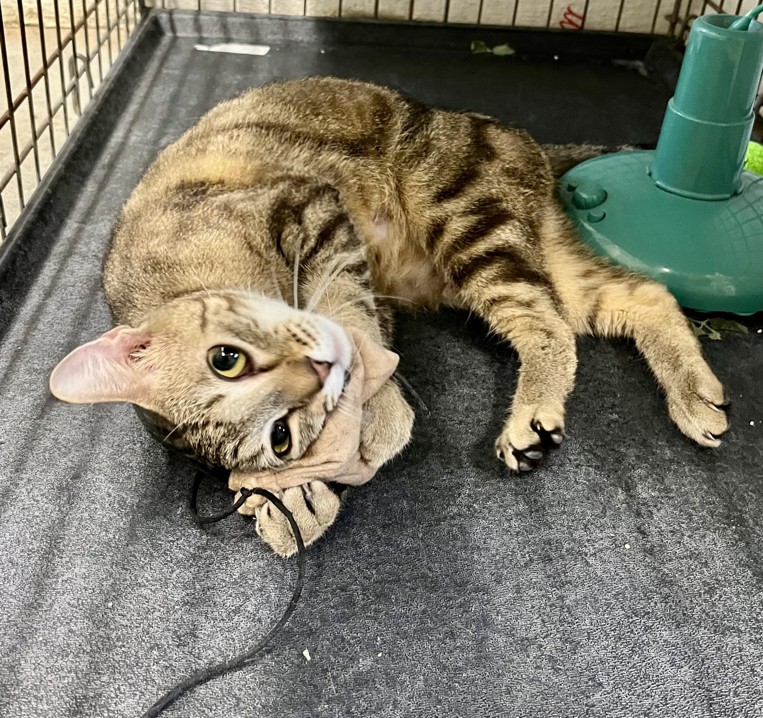 Enlarge Kerry PENDING, a ADOPTABLE Domestic Short Hair in Mansfield, CT image 1/1