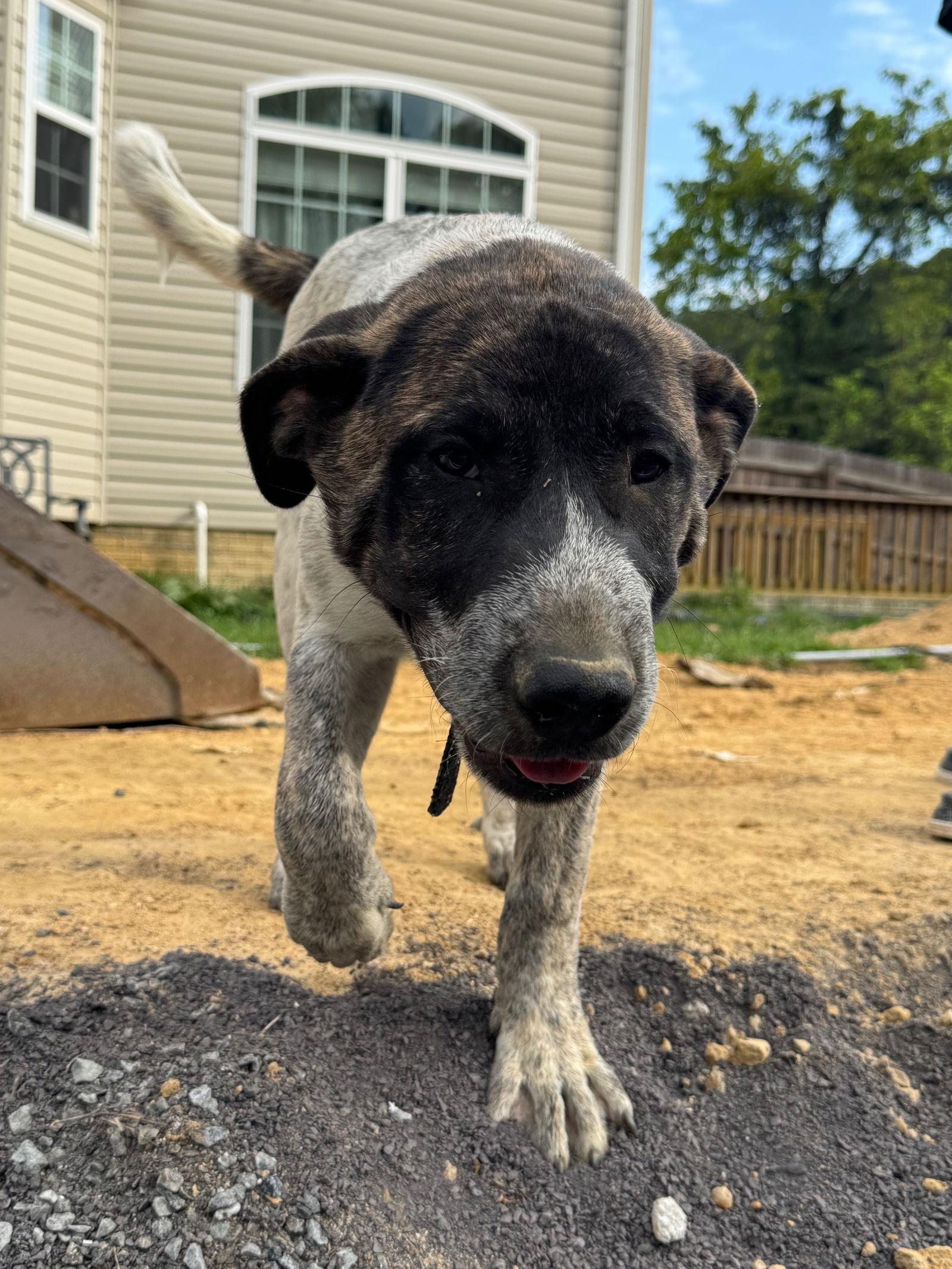 Cottontail, Adoptable, Puppy Male Great Pyrenees.