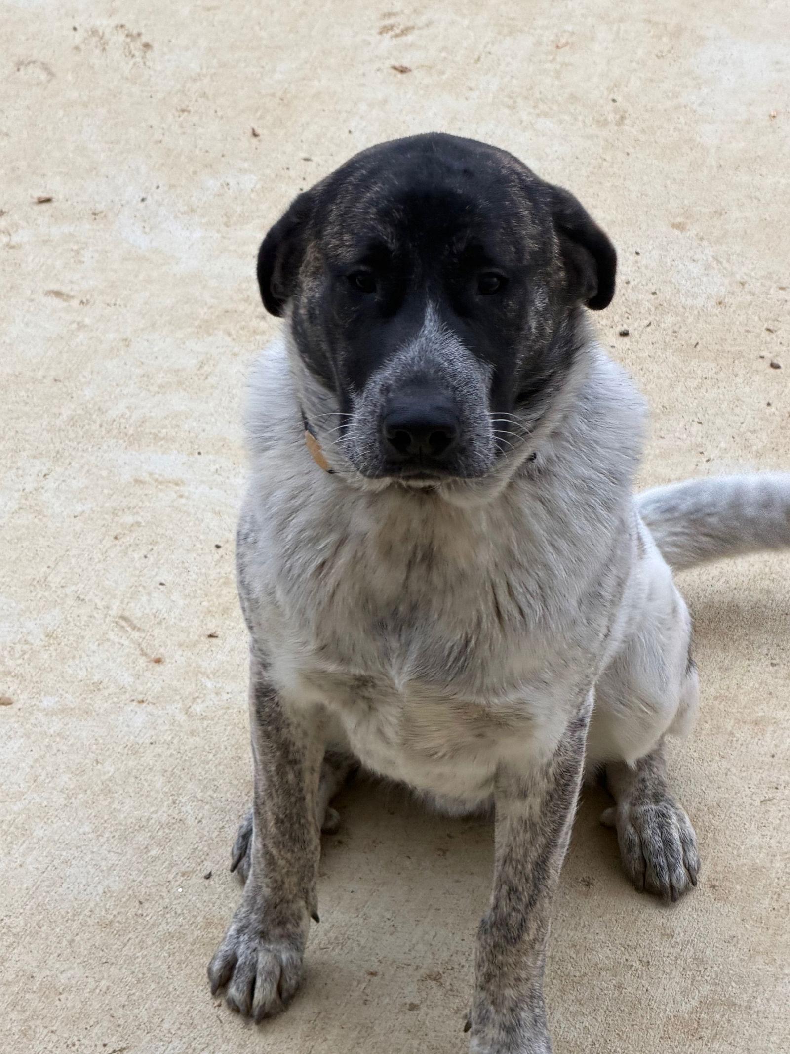 Enlarge Cottontail, a Adoptable Great Pyrenees in Chambersburg, PA image 3/3