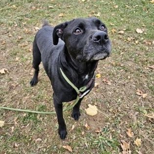 Enlarge Coal, an adoptable Mixed Breed in Philadelphia, PA image 3/4