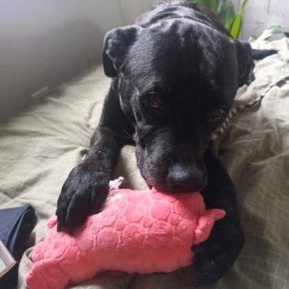 Enlarge Coal, an adoptable Mixed Breed in Philadelphia, PA image 4/4