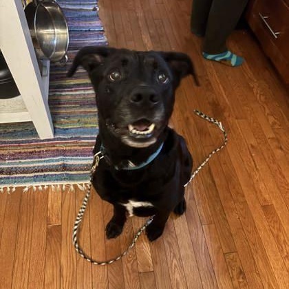 Enlarge Coal, an adoptable Mixed Breed in Philadelphia, PA image 1/4