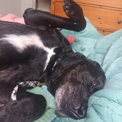 Enlarge Coal, an adoptable Mixed Breed in Philadelphia, PA image 2/4