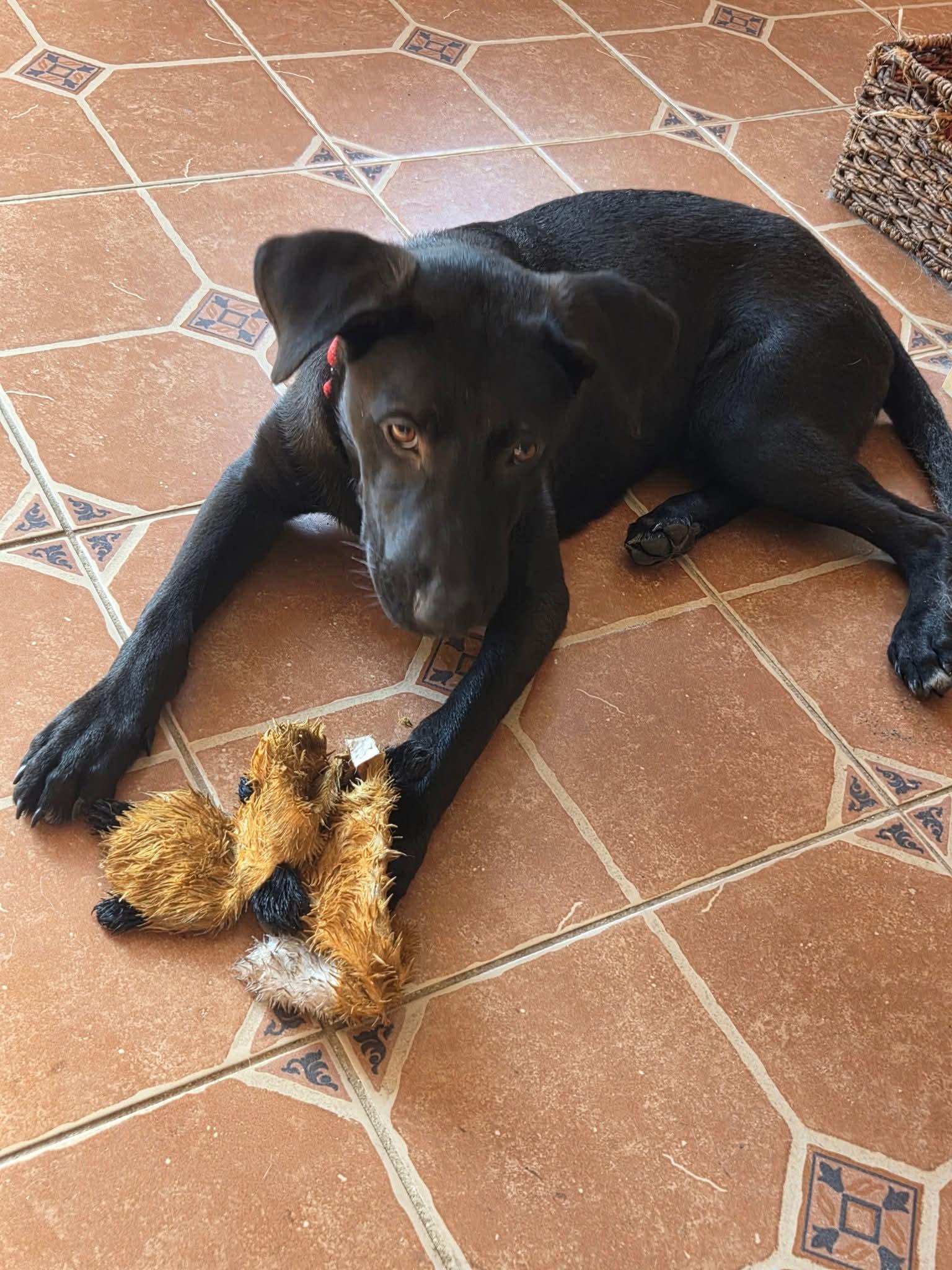 Dusty - In RI, a Adoptable mixed breed in Willington, CT image 4/6