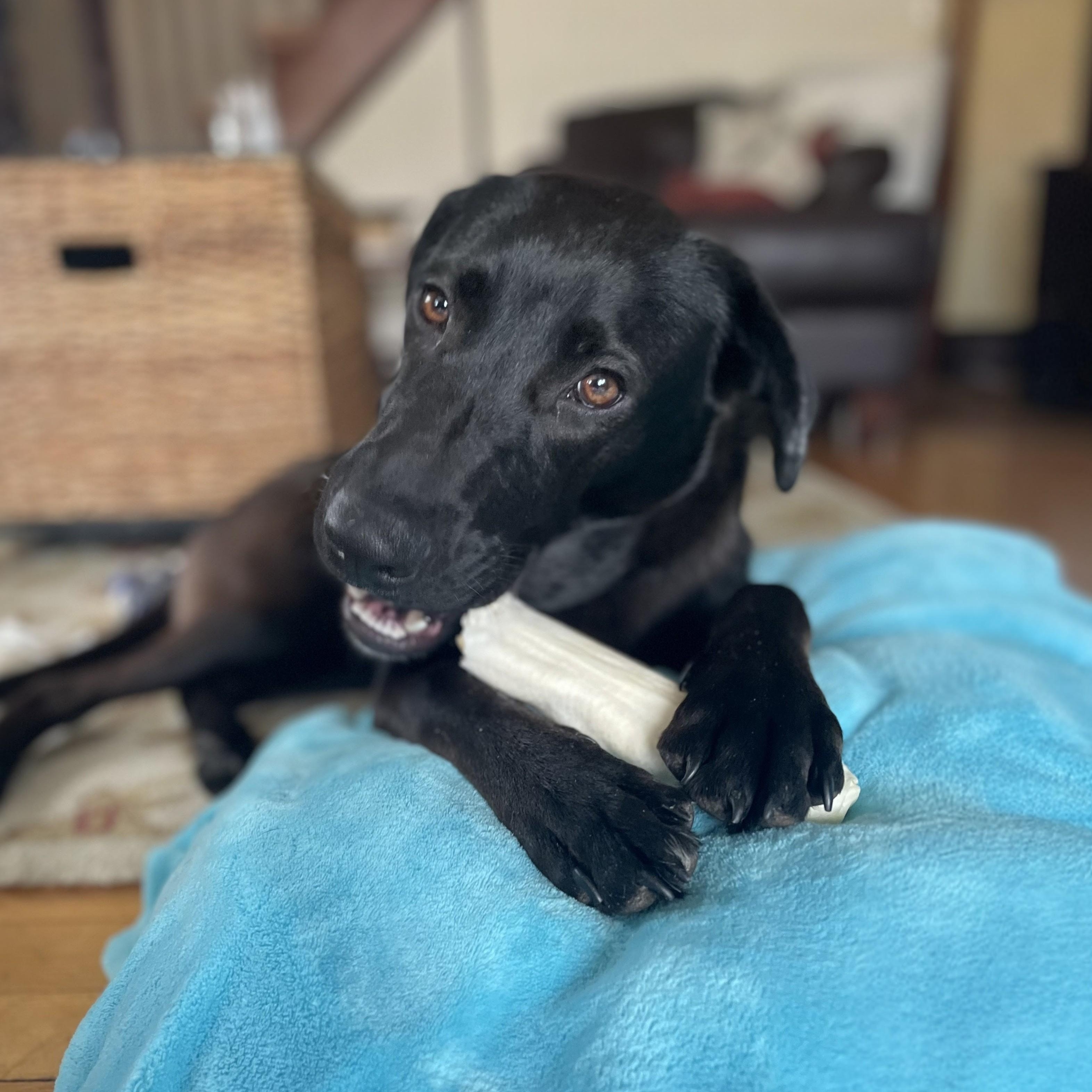 Enlarge Dusty - In RI, an adoption pending mixed breed in Willington, CT image 3/6