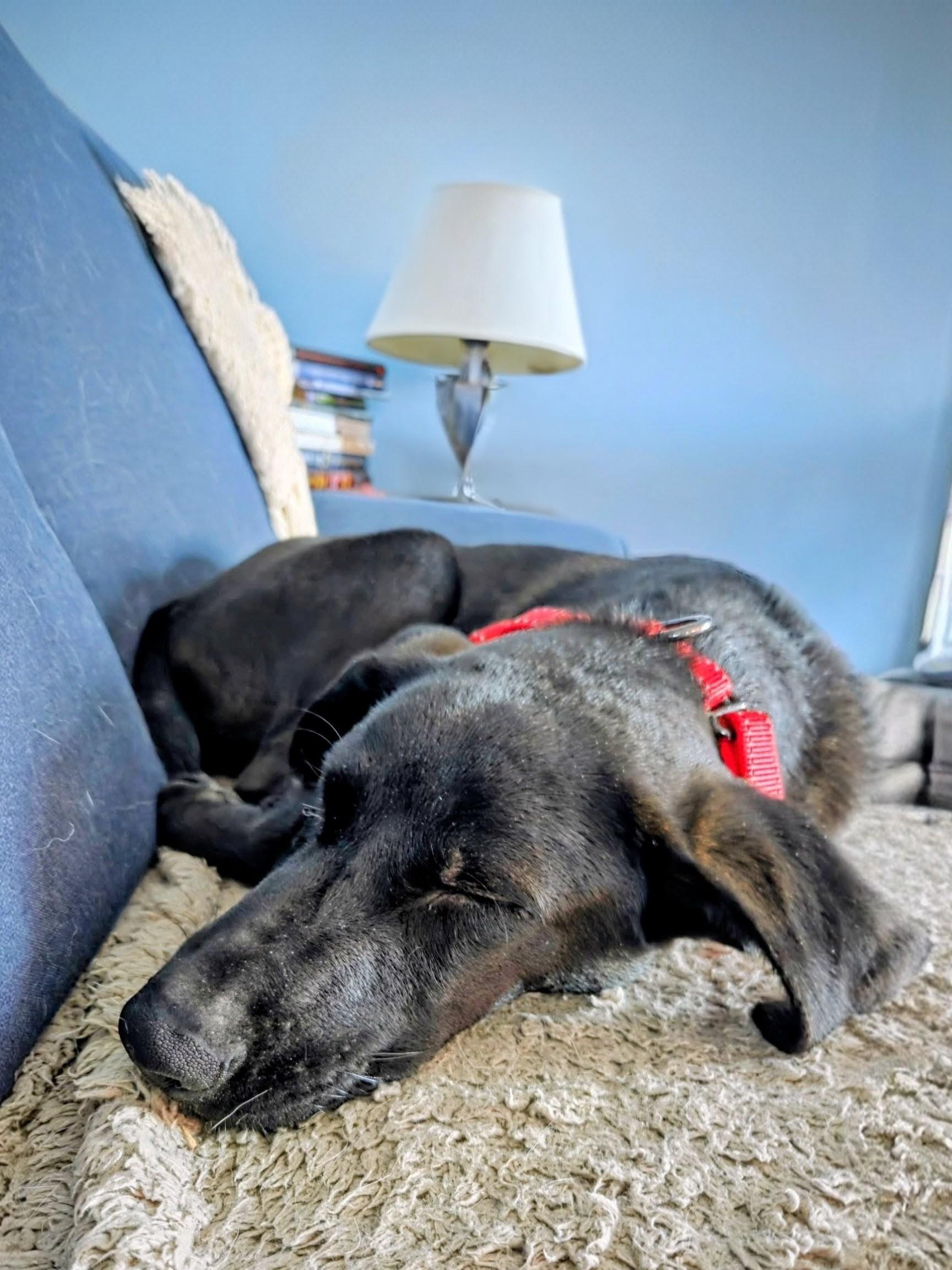 Dusty - In RI, a Adoptable mixed breed in Willington, CT image 2/6