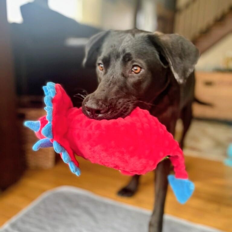 Enlarge Dusty - In RI, an adoption pending mixed breed in Willington, CT image 5/6