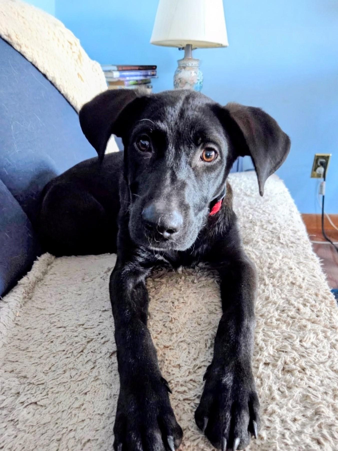 Dusty - In RI, a Adoptable mixed breed in Willington, CT image 3/6