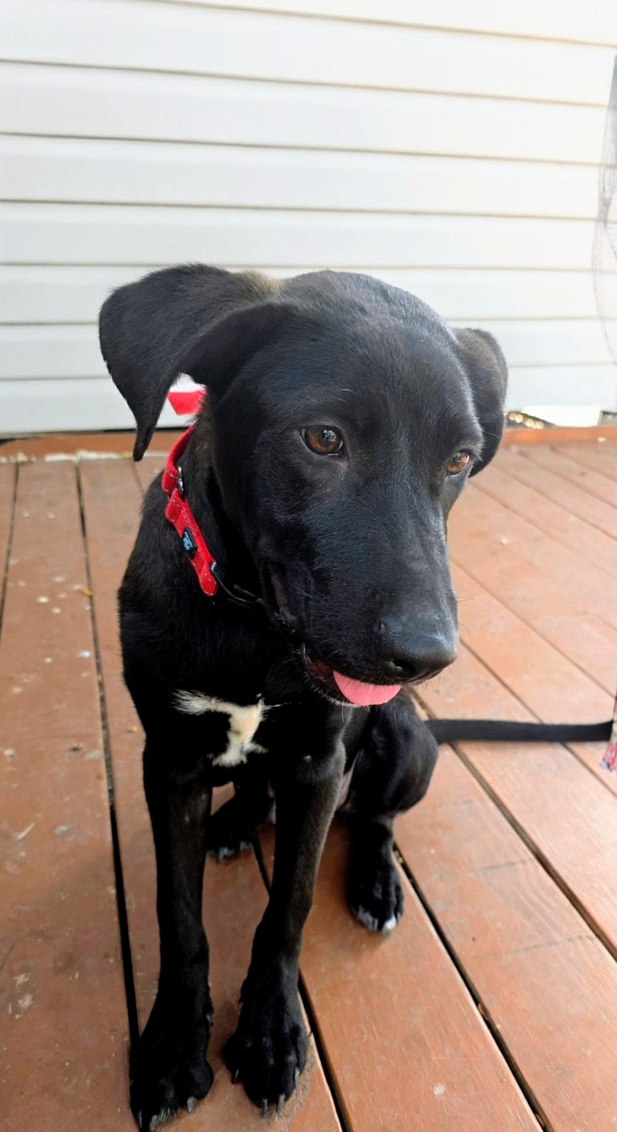 Dusty - Fostered in Rhode Island