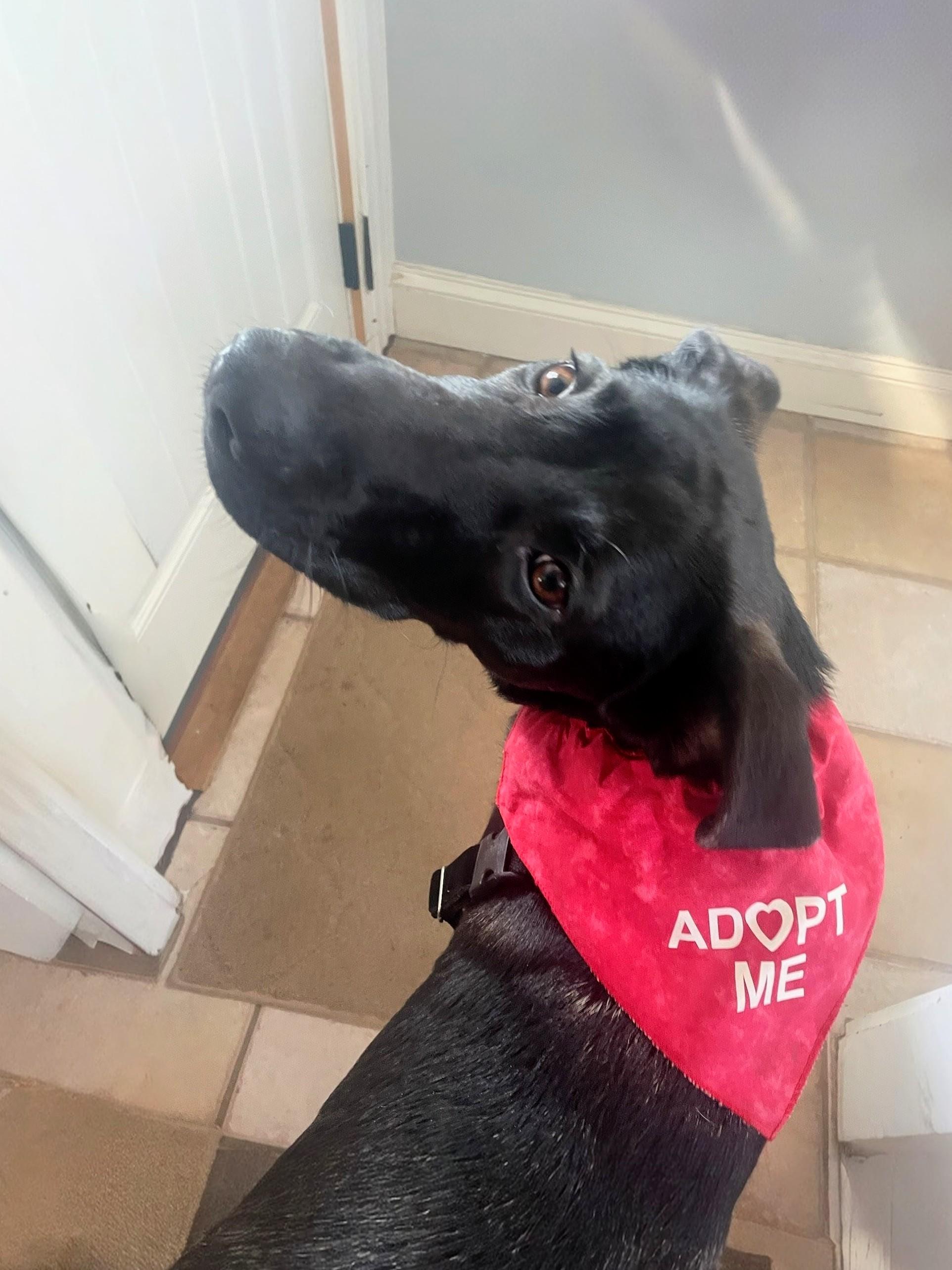 Enlarge Dusty - In RI, an adoption pending mixed breed in Willington, CT image 4/6