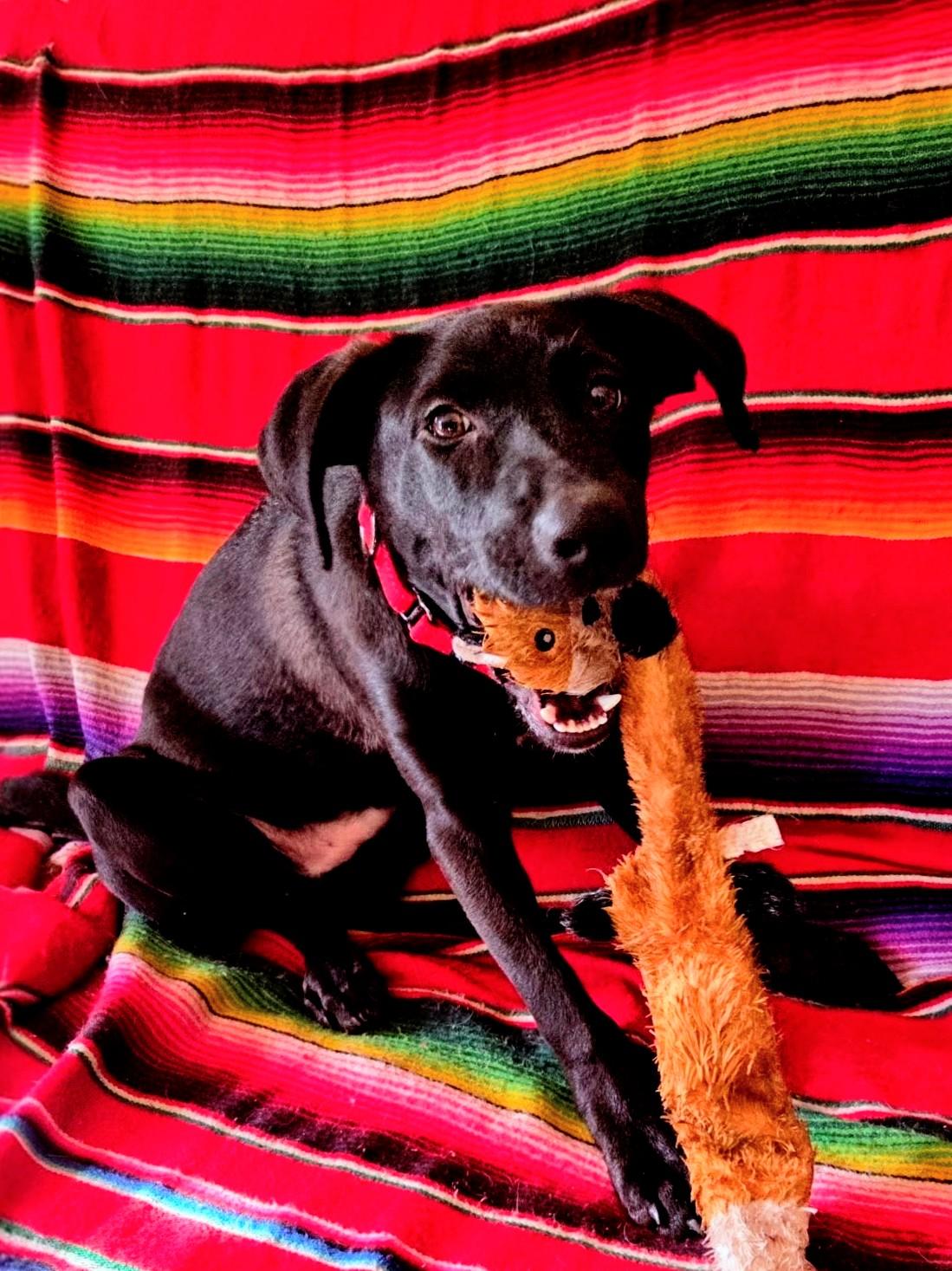 Dusty - In RI, a Adoptable mixed breed in Willington, CT image 1/6