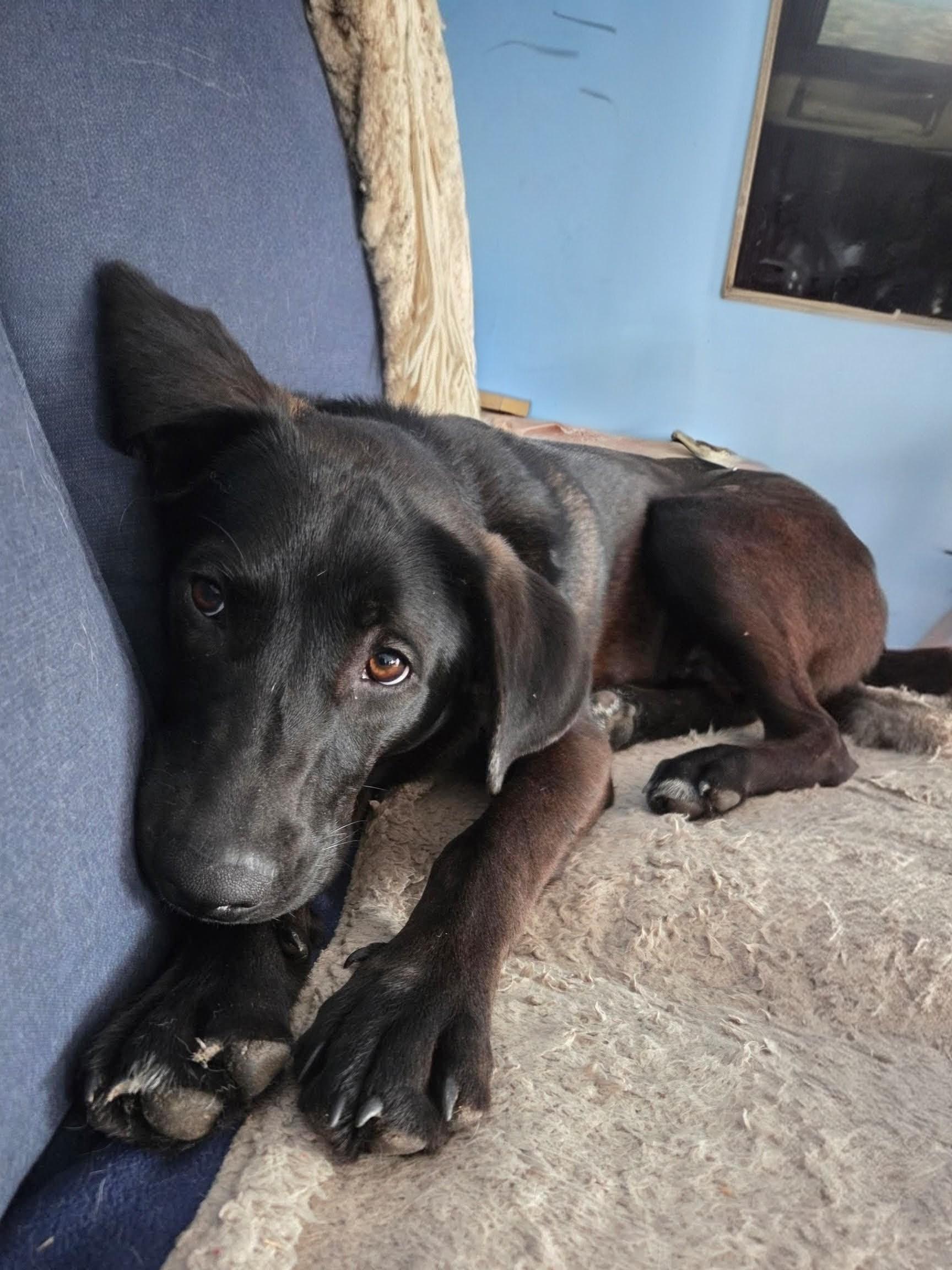 Enlarge Dusty - In RI, an adoption pending mixed breed in Willington, CT image 1/6