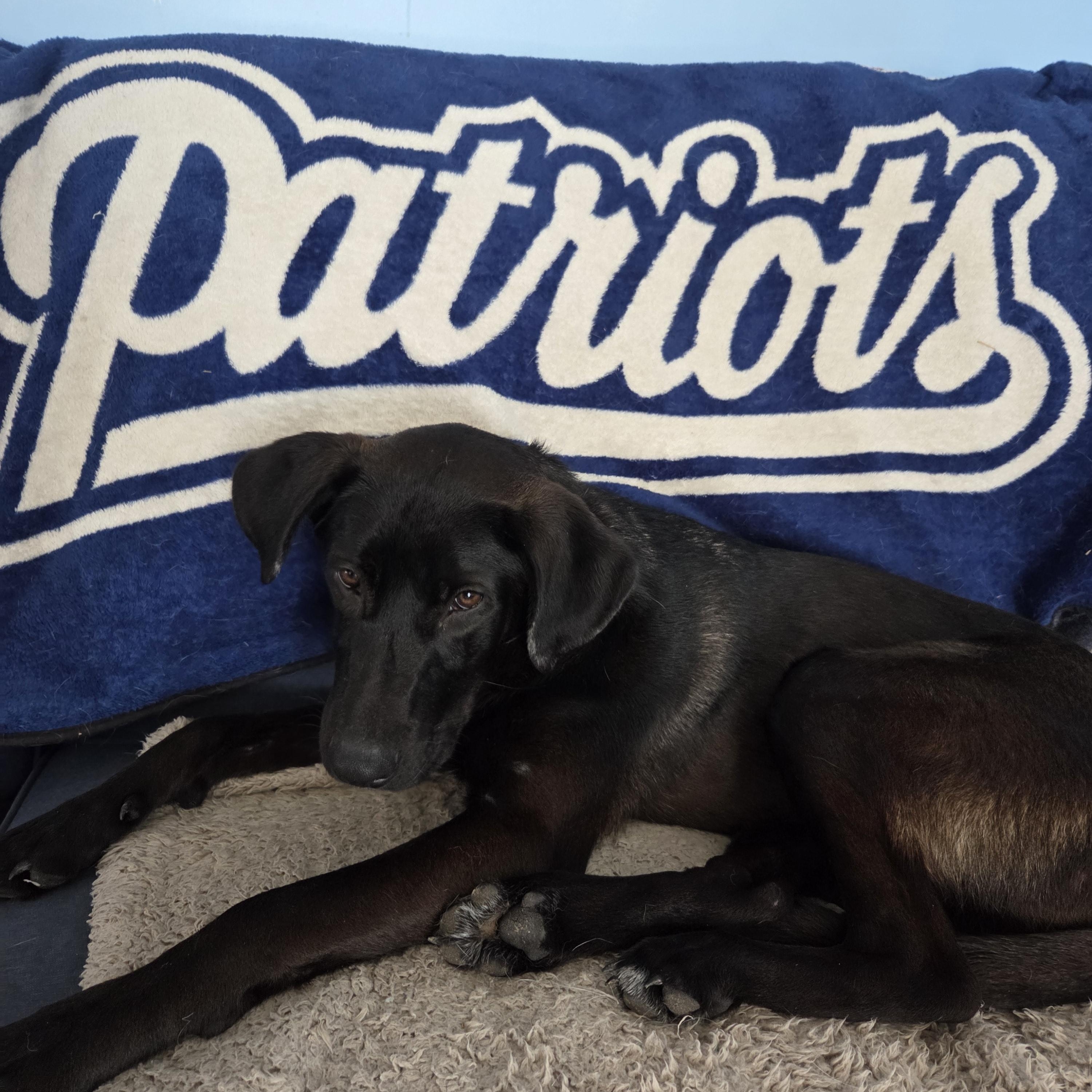 Enlarge Dusty - In RI, a Adoptable mixed breed in Willington, CT image 5/6