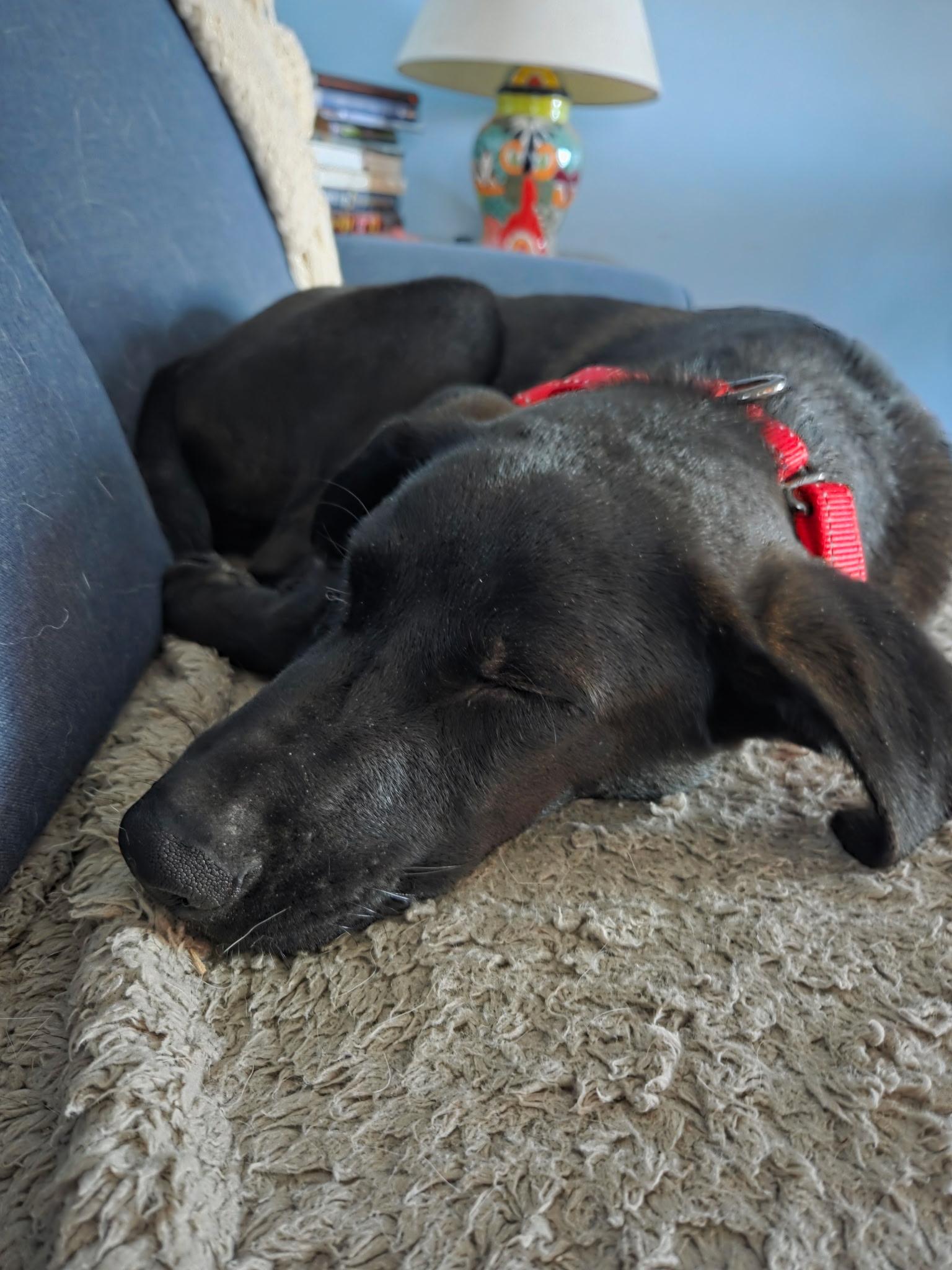 Enlarge Dusty - In RI, a Adoptable mixed breed in Willington, CT image 6/6