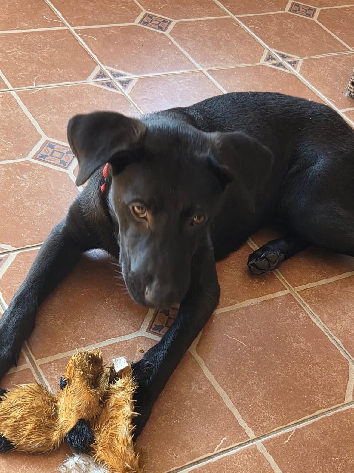 Enlarge Dusty - In RI, a Adoptable mixed breed in Willington, CT image 2/6