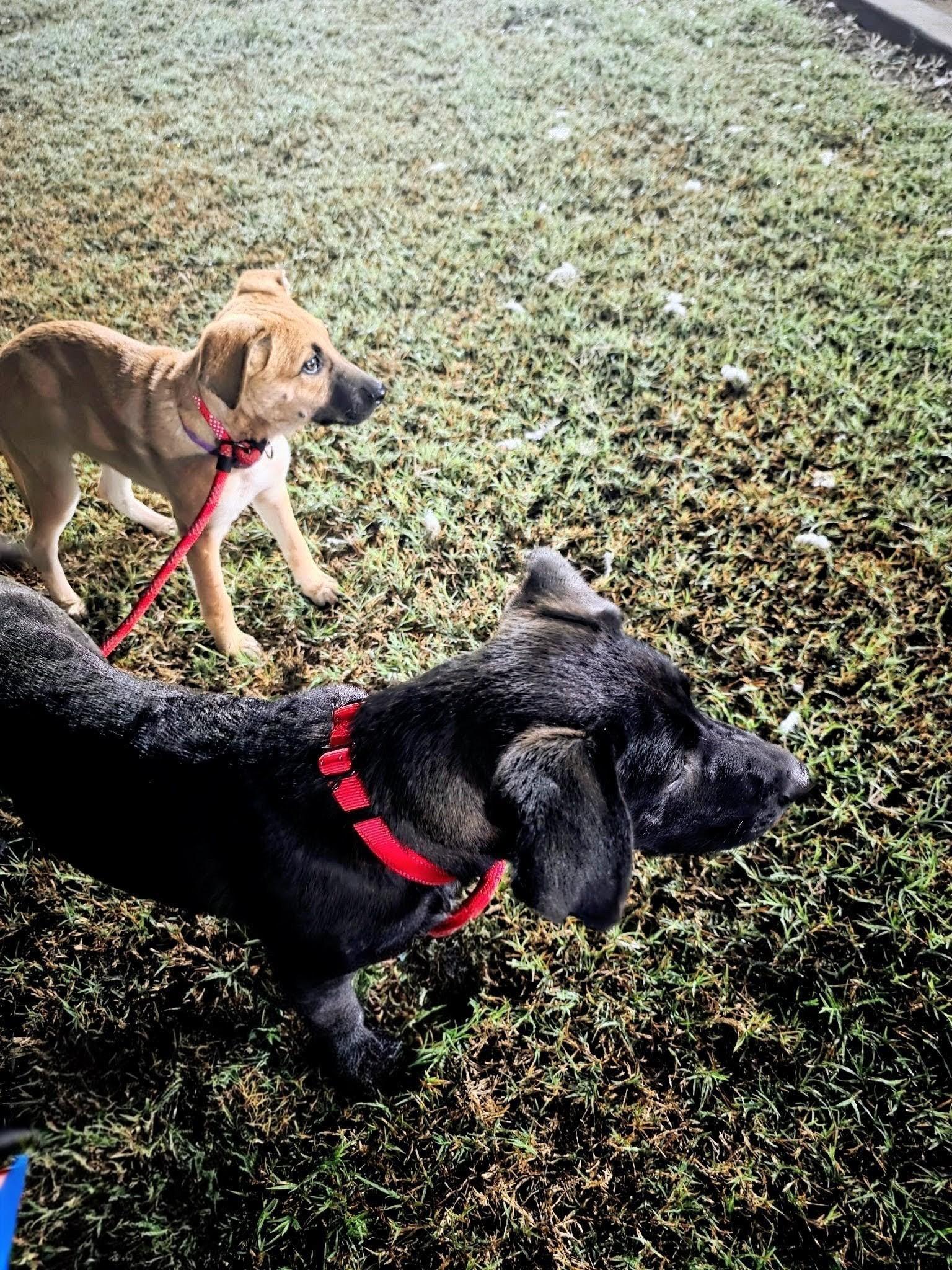 Dusty - In RI, a Adoptable mixed breed in Willington, CT image 6/6