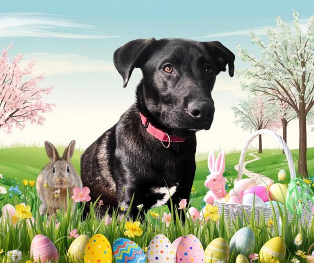 Enlarge Dusty - In RI, an adoption pending mixed breed in Willington, CT image 2/6