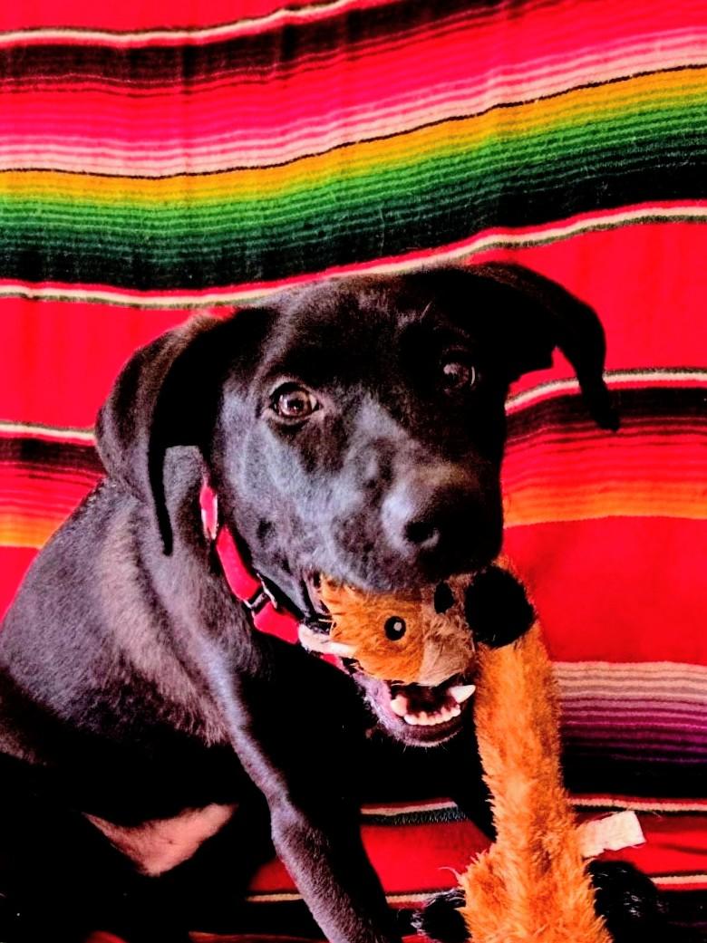 Enlarge Dusty - In RI, a Adoptable mixed breed in Willington, CT image 5/6