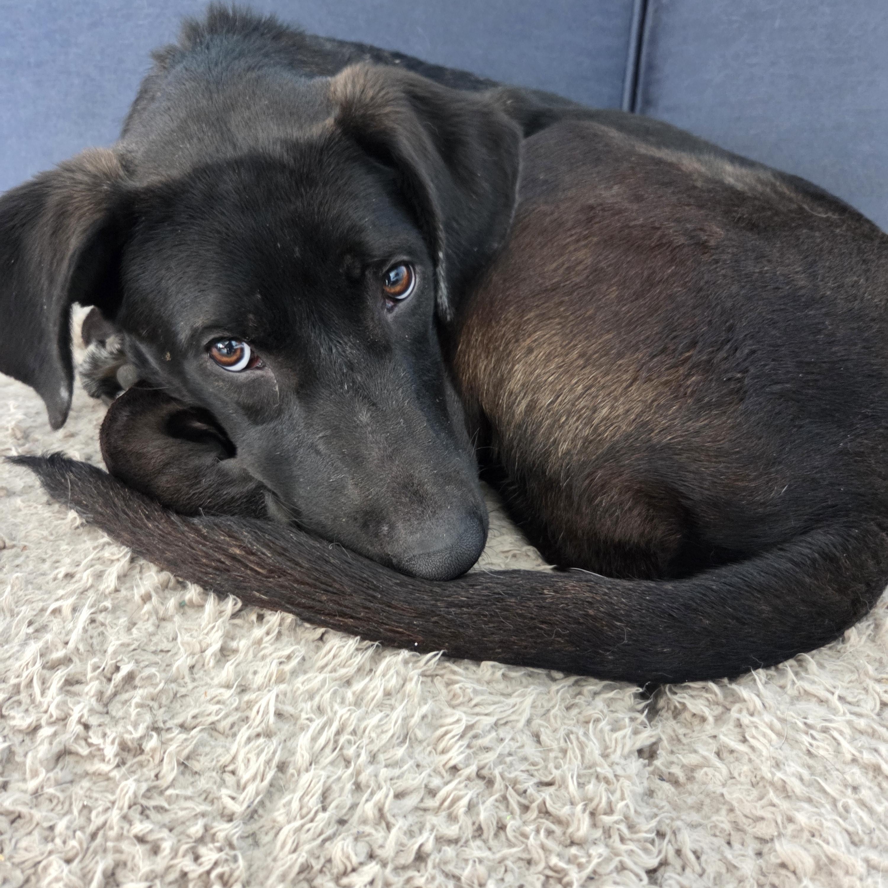 Enlarge Dusty - In RI, a Adoptable mixed breed in Willington, CT image 2/6