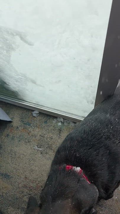 Enlarge Dusty - In RI, a Adoptable mixed breed in Willington, CT video 6/6