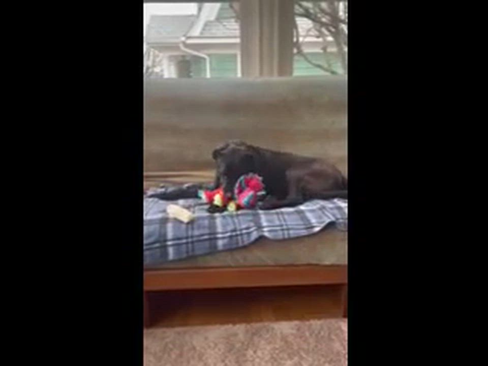 Enlarge Dusty - In RI, an adoption pending mixed breed in Willington, CT video 6/6