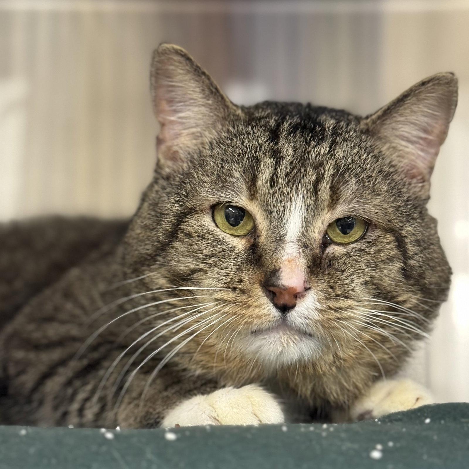 Brownie, a Adoptable Domestic Short Hair in Winchendon, MA image 1/2