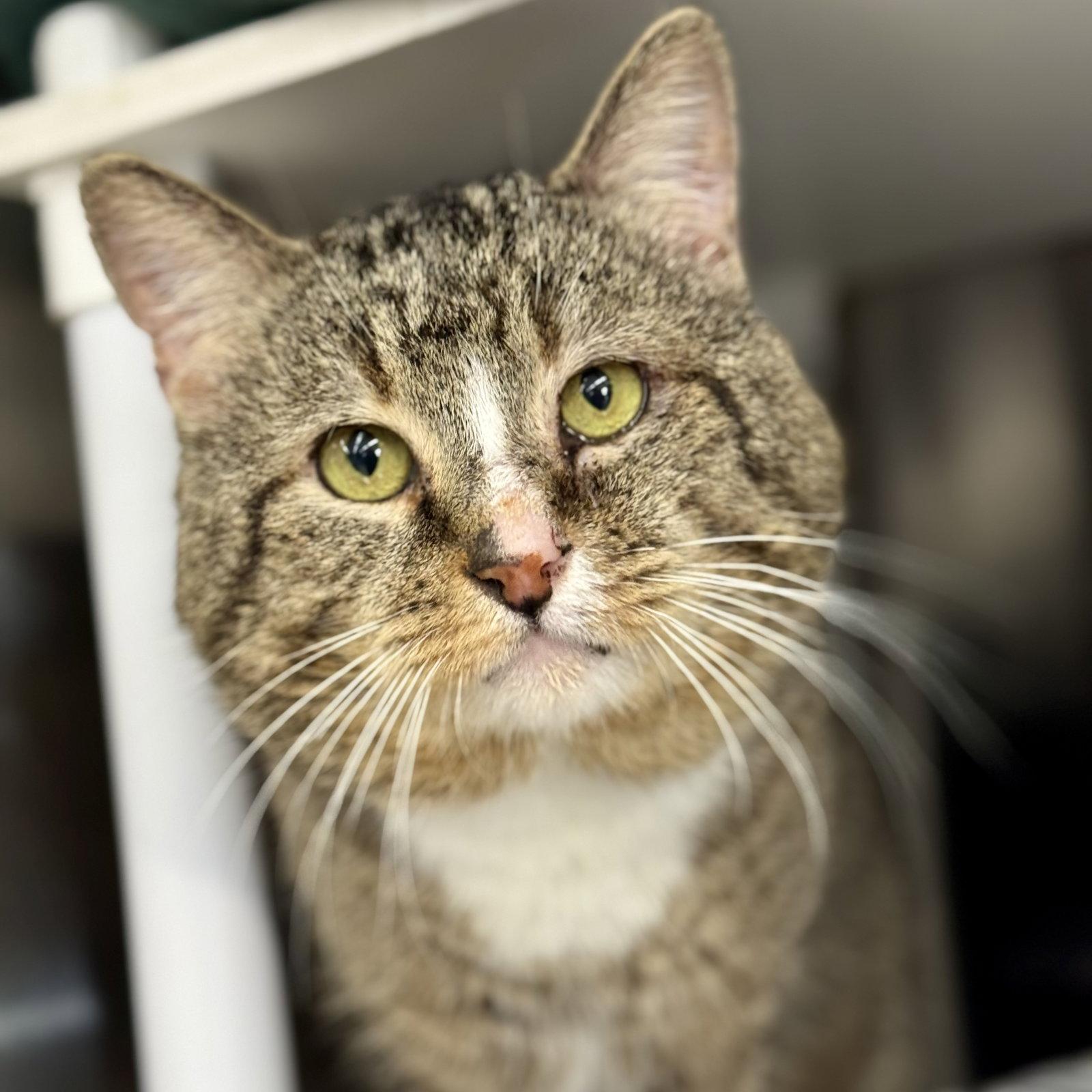 Brownie, a Adoptable Domestic Short Hair in Winchendon, MA image 2/2