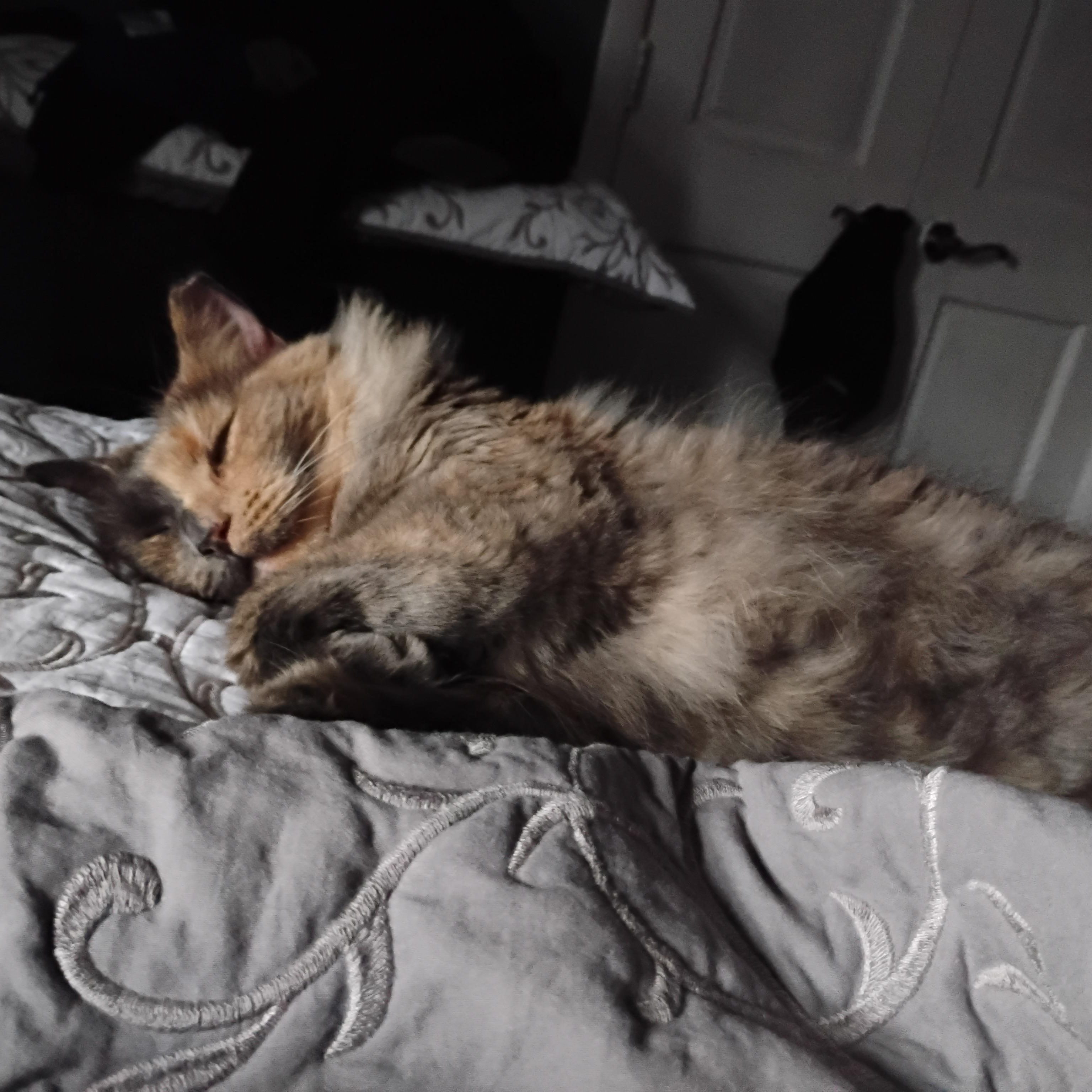 Enlarge KITTY, an adopted mixed breed in Churchville, PA image 2/6