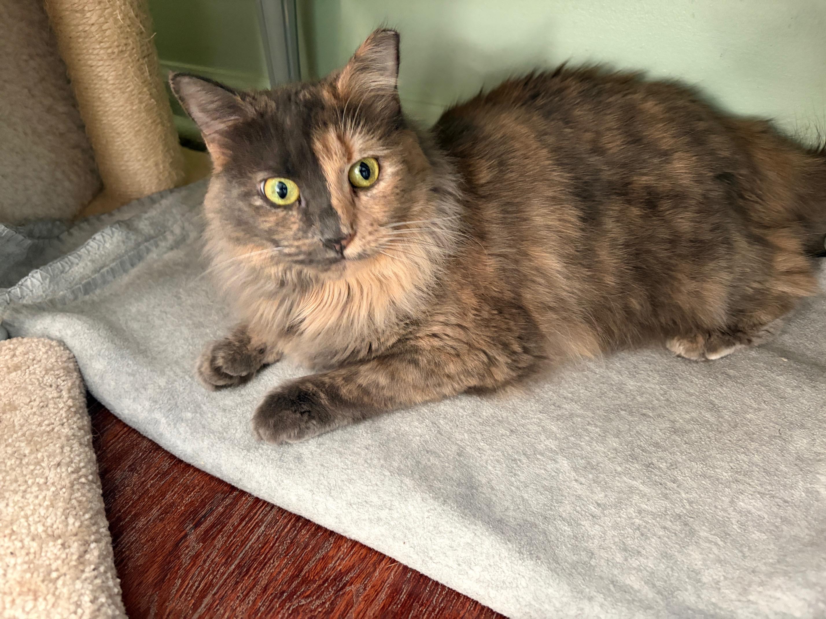 Enlarge KITTY, an adopted mixed breed in Churchville, PA image 1/6