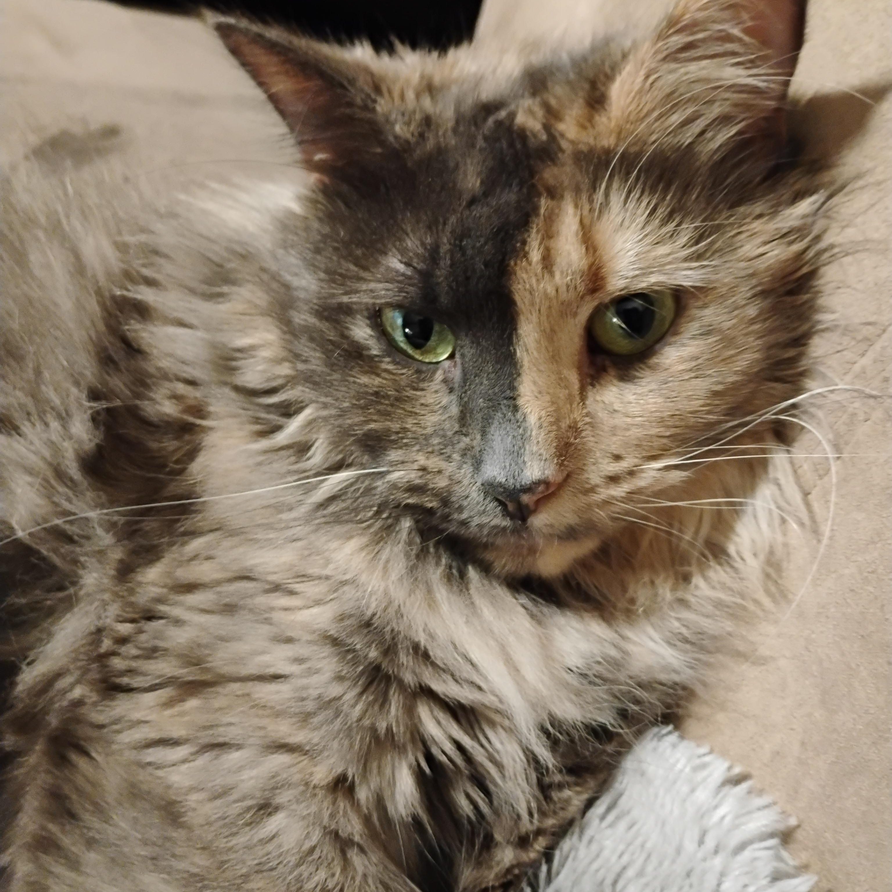 Enlarge KITTY, an adopted mixed breed in Churchville, PA image 6/6