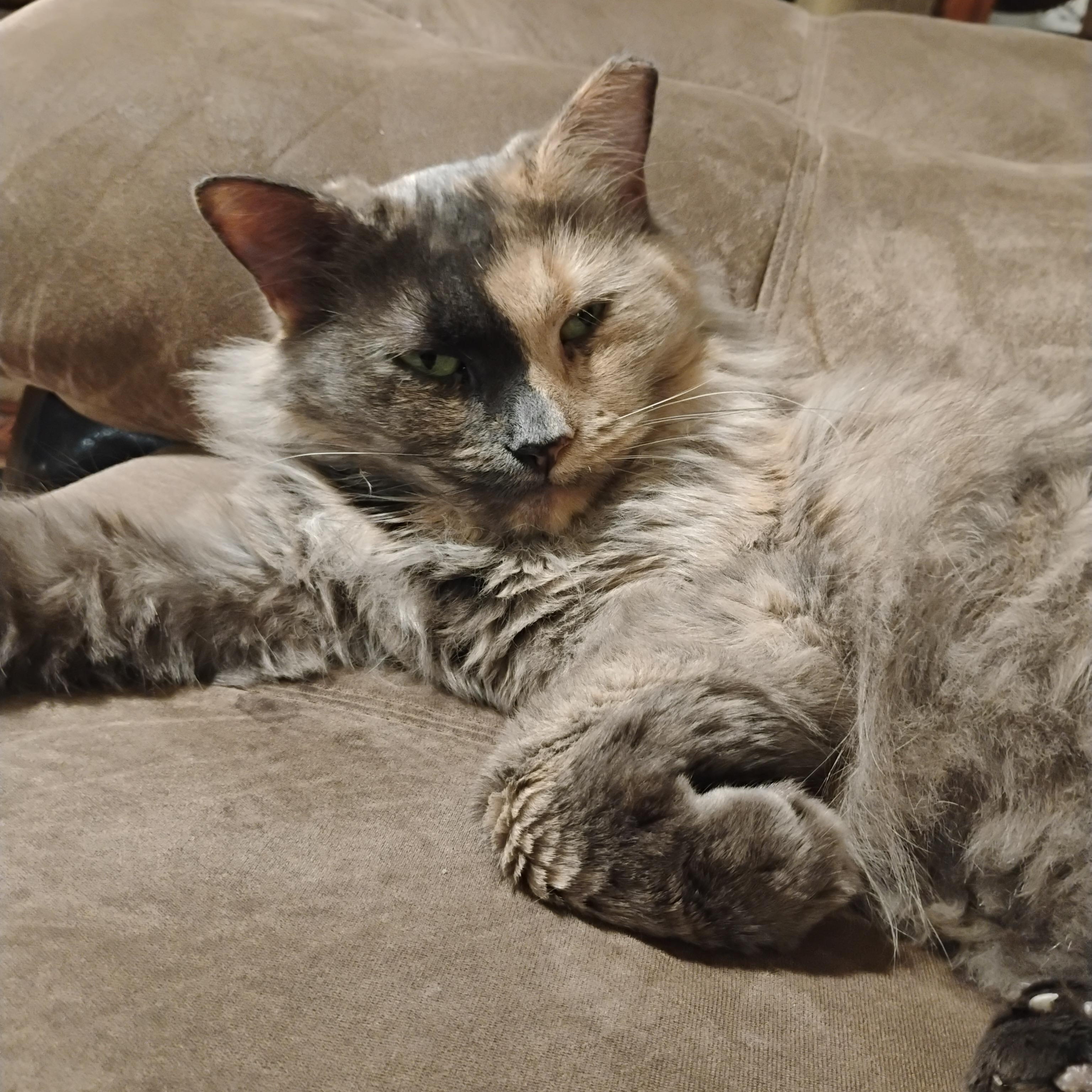 Enlarge KITTY, an adopted mixed breed in Churchville, PA image 5/6