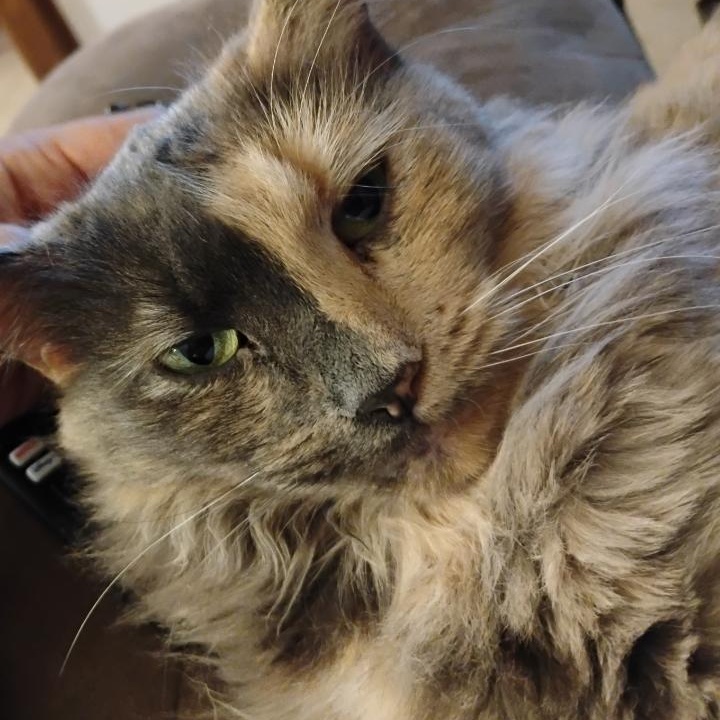 Enlarge KITTY, an adopted mixed breed in Churchville, PA image 4/6