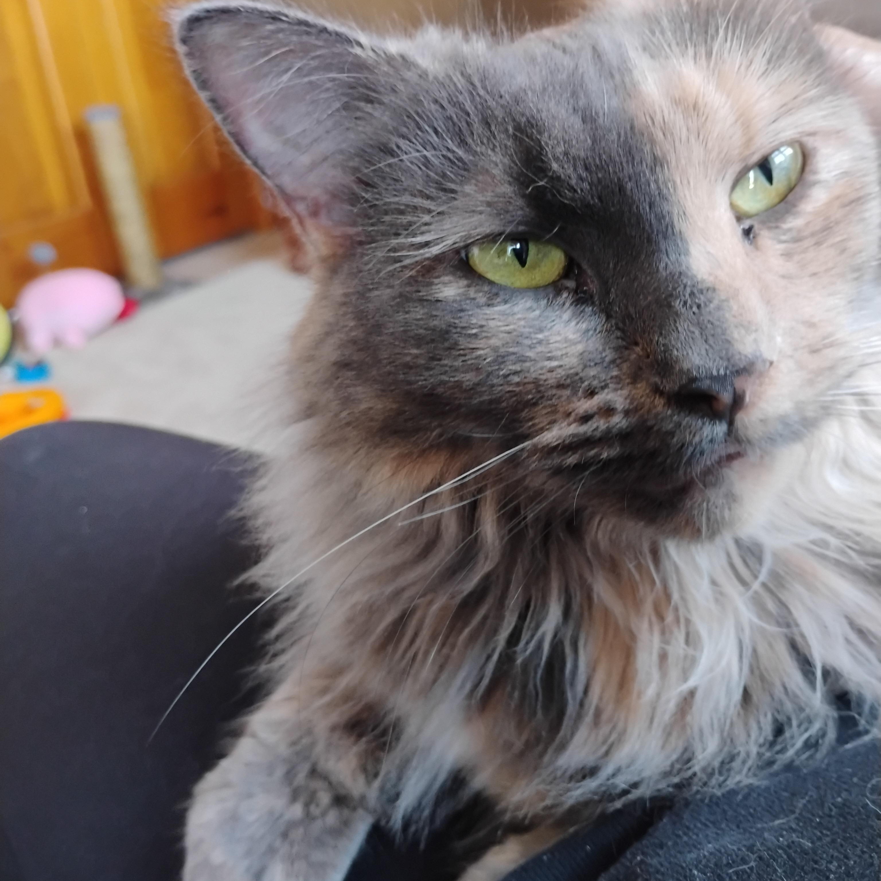 Enlarge KITTY, an adopted mixed breed in Churchville, PA image 3/6