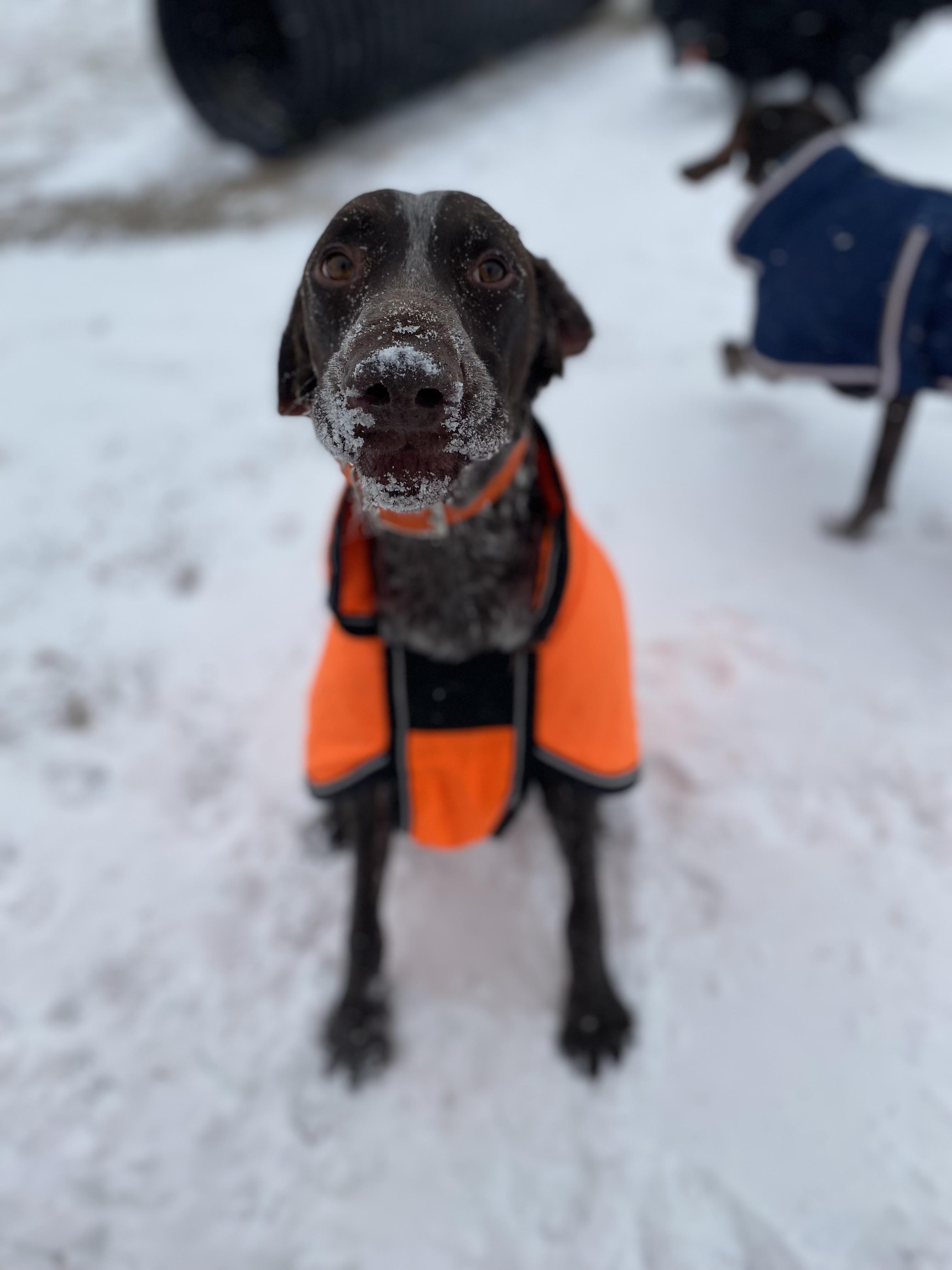Enlarge Boon, a ADOPTABLE German Shorthaired Pointer in Wichita, KS image 2/3