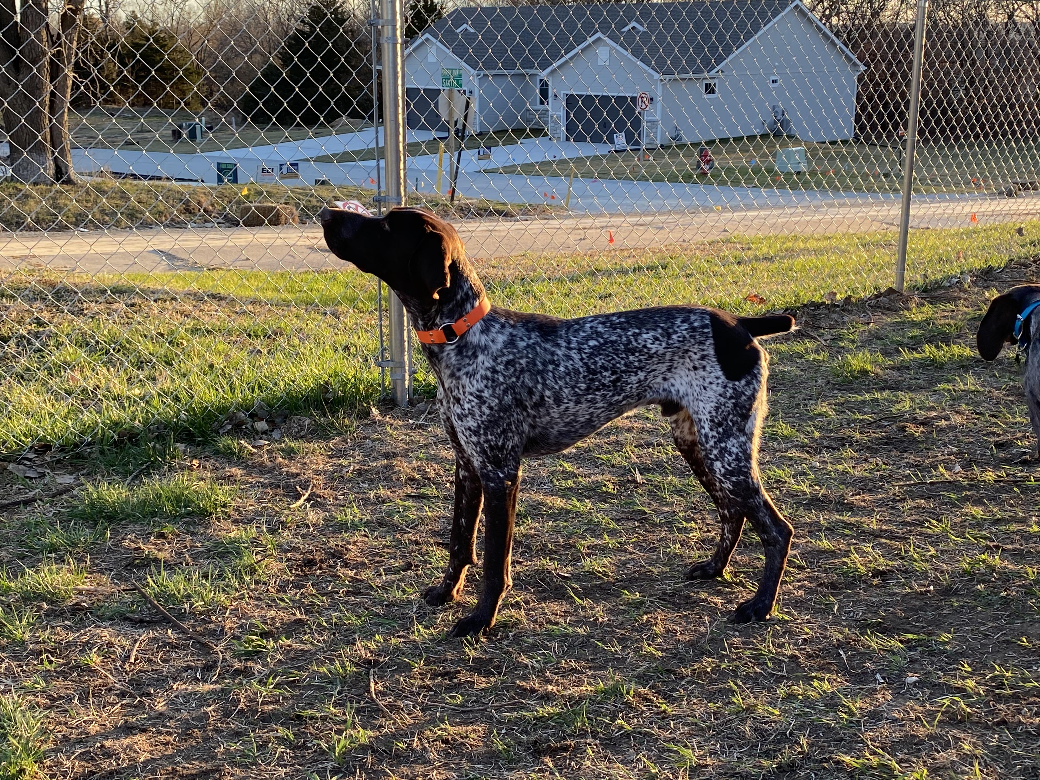 Enlarge Boon, a ADOPTABLE German Shorthaired Pointer in Wichita, KS image 3/3